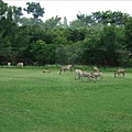 進入野生動物園區