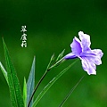 牽牛花1_副本1.jpg