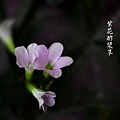 紫花酢漿草3_副本.jpg