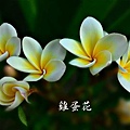 雞蛋花_副本.jpg