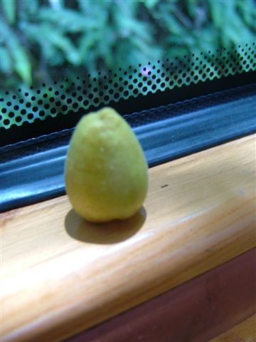 這是很小很小的東西，很酸但很潤喉