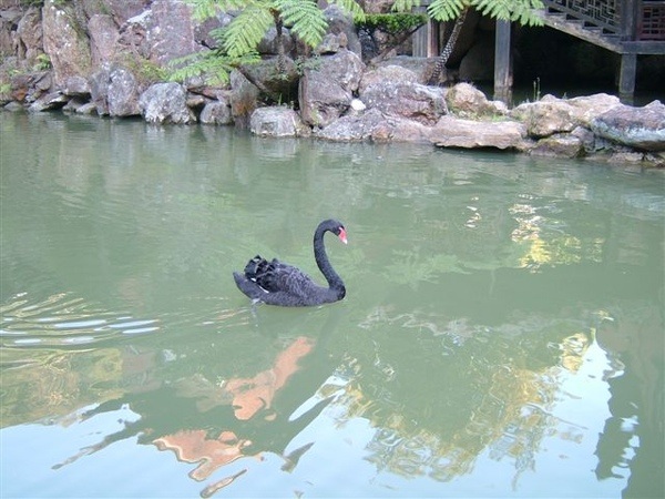 黑天鵝
