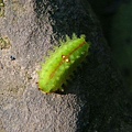 好漂亮的小蟲蟲，很特別喔！