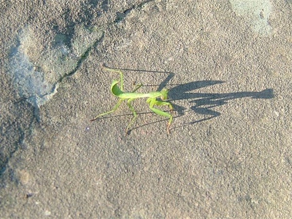可愛的小螳螂，影子比它還大還清楚哩！
