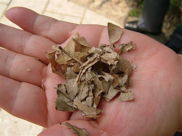 細葉檸檬桉葉，可防蚊，聽說是老蔣為老婆種的