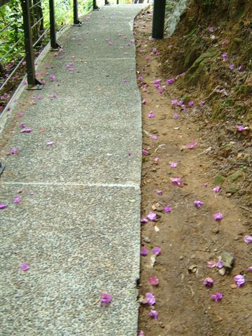 五月有油桐花，現在則是紫藤花落滿地