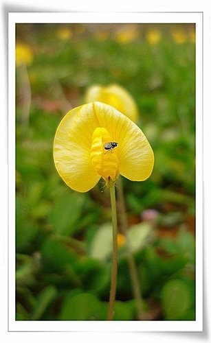 蔓花生 小琴的部落格 痞客邦 蔓花生 小琴的部落格 痞客邦