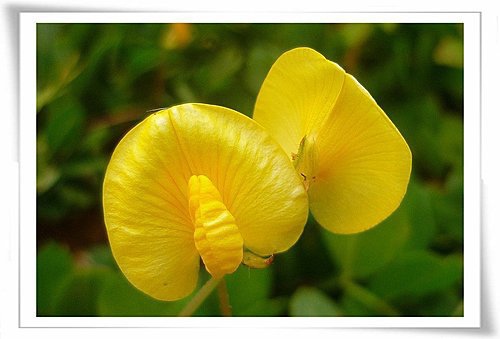 蔓花生 小琴的部落格 痞客邦 蔓花生 小琴的部落格 痞客邦