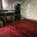 poppy day