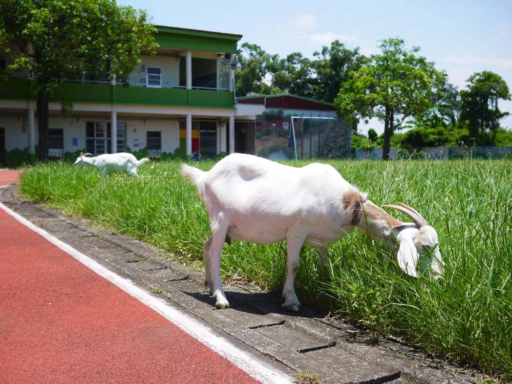 大坡國小│桃園市│新屋區│小資爸親子旅遊團