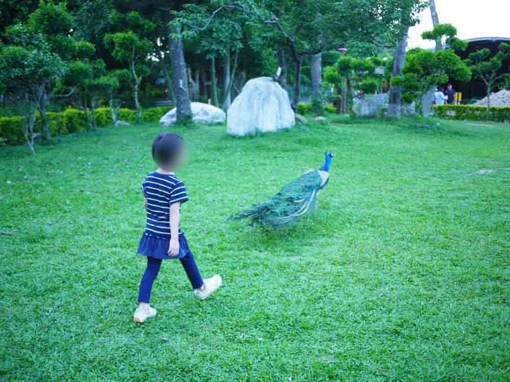 羊世界牧場│桃園市│中壢區│小資爸親子旅遊團