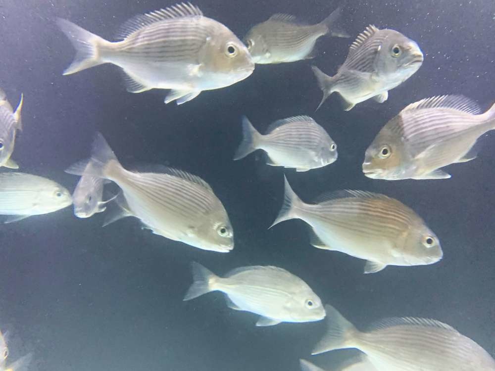 澎湖縣水產種苗繁殖場_05-1000.jpg 水產種苗繁殖場│澎湖縣│小資爸親子旅遊團