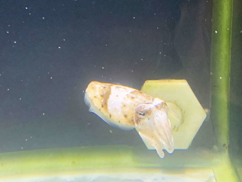 澎湖縣水產種苗繁殖場_06-1000.jpg 水產種苗繁殖場│澎湖縣│小資爸親子旅遊團