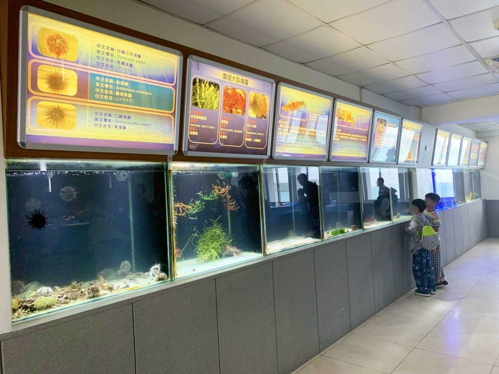 澎湖縣水產種苗繁殖場_08-1000.jpg 水產種苗繁殖場│澎湖縣│小資爸親子旅遊團