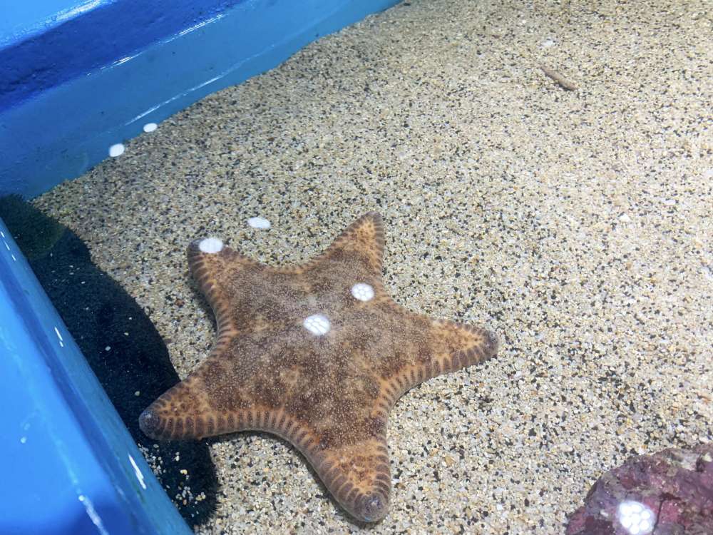 澎湖縣水產種苗繁殖場_13-1000.jpg 水產種苗繁殖場│澎湖縣│小資爸親子旅遊團