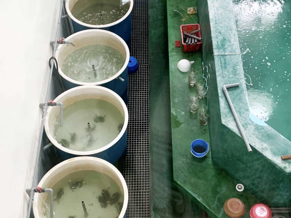 澎湖縣水產種苗繁殖場_23-1000.jpg 水產種苗繁殖場│澎湖縣│小資爸親子旅遊團