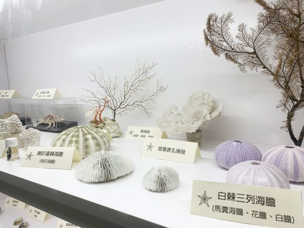 澎湖縣水產種苗繁殖場_18-1000.jpg 水產種苗繁殖場│澎湖縣│小資爸親子旅遊團