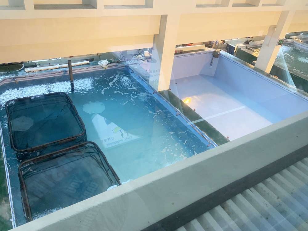 澎湖縣水產種苗繁殖場_22-1000.jpg 水產種苗繁殖場│澎湖縣│小資爸親子旅遊團