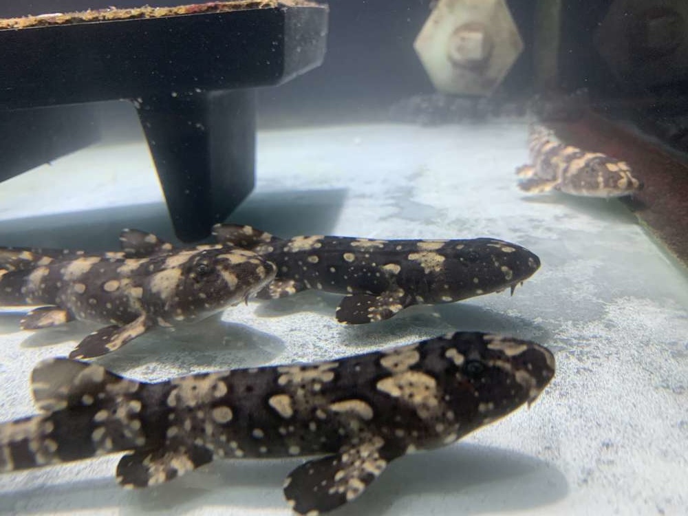澎湖縣水產種苗繁殖場_07-1000.jpg 水產種苗繁殖場│澎湖縣│小資爸親子旅遊團