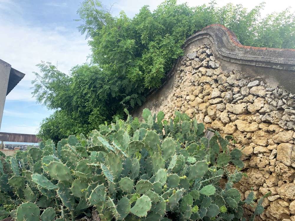 江巷仔內仙人掌冰_13-1000.jpg 仙人掌冰│澎湖│小資爸親子旅遊團