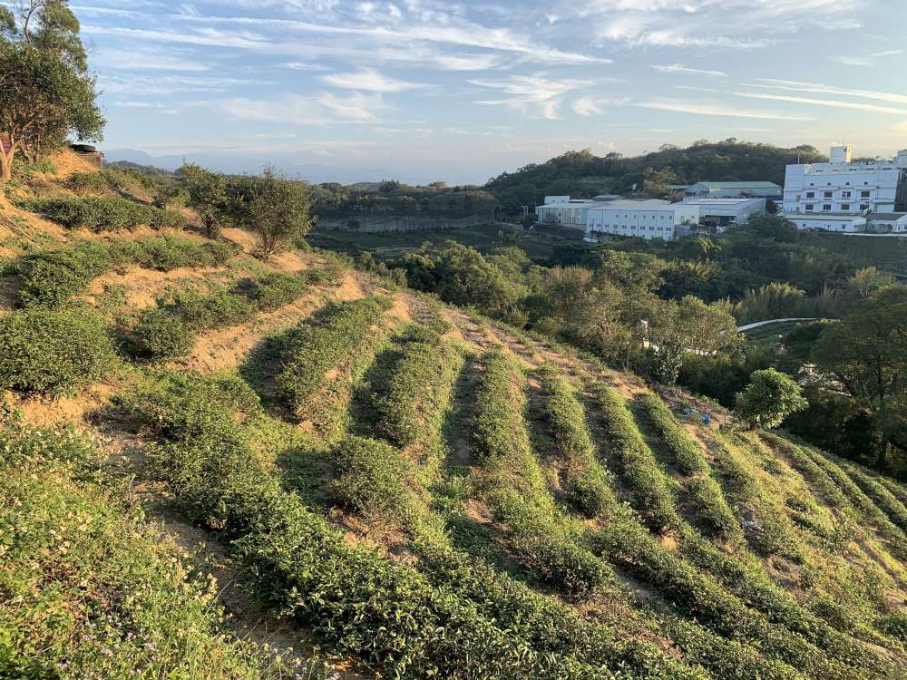 【桃園楊梅步道推薦】楊梅秀才登山步道_親子輕鬆走!盡賞茶園風