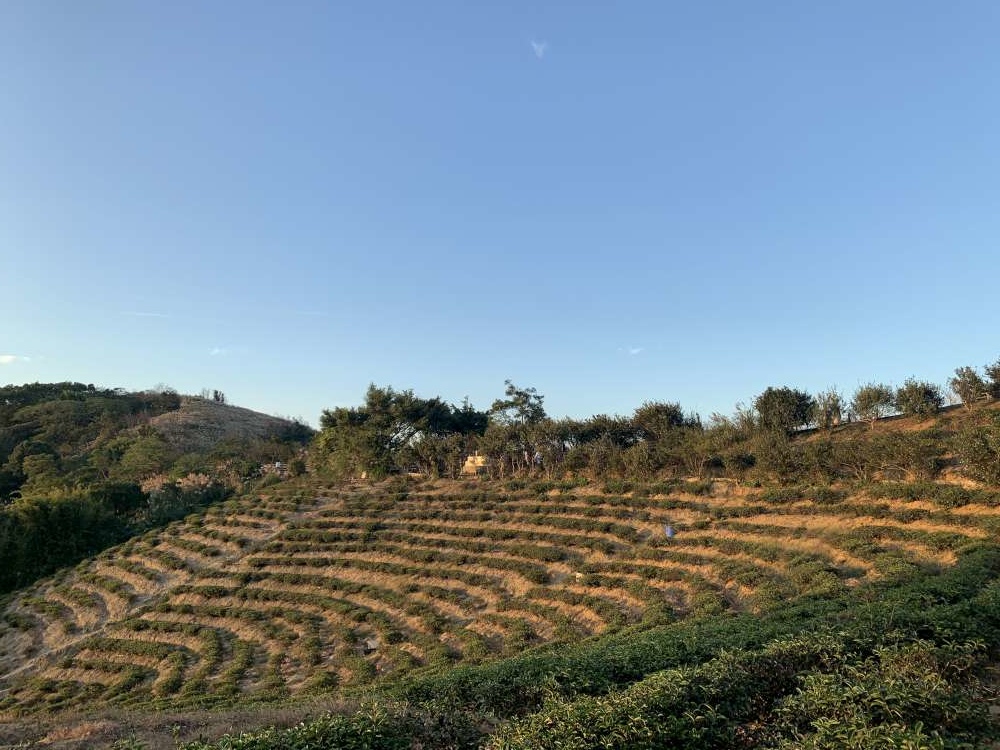 【桃園楊梅步道推薦】楊梅秀才登山步道_親子輕鬆走!盡賞茶園風