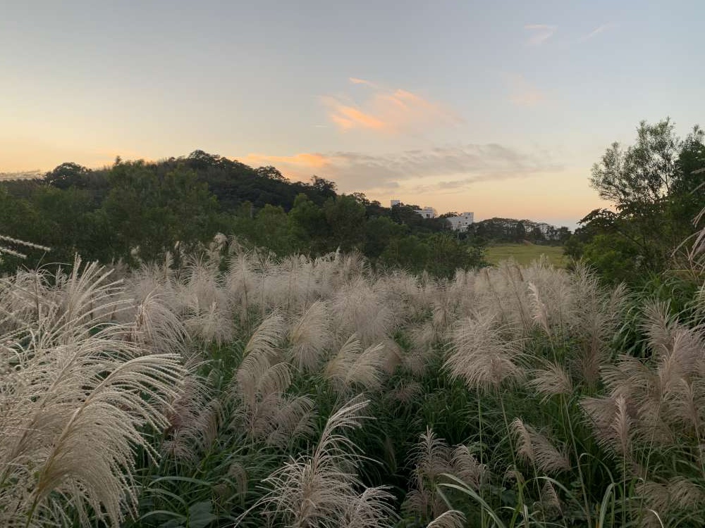 【桃園楊梅步道推薦】楊梅秀才登山步道_親子輕鬆走!盡賞茶園風