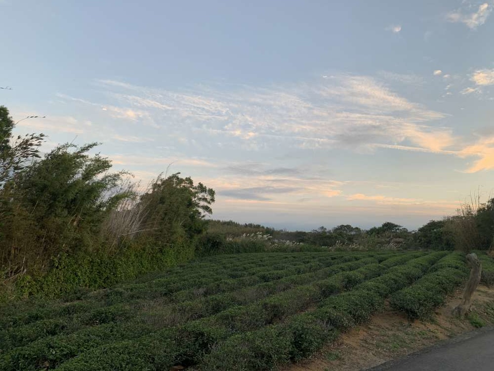 【桃園楊梅步道推薦】楊梅秀才登山步道_親子輕鬆走!盡賞茶園風