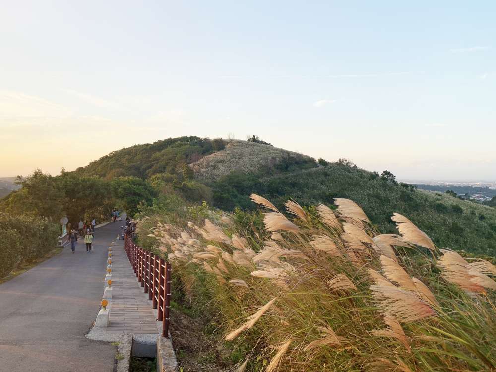 【桃園楊梅步道推薦】楊梅秀才登山步道_親子輕鬆走!盡賞茶園風