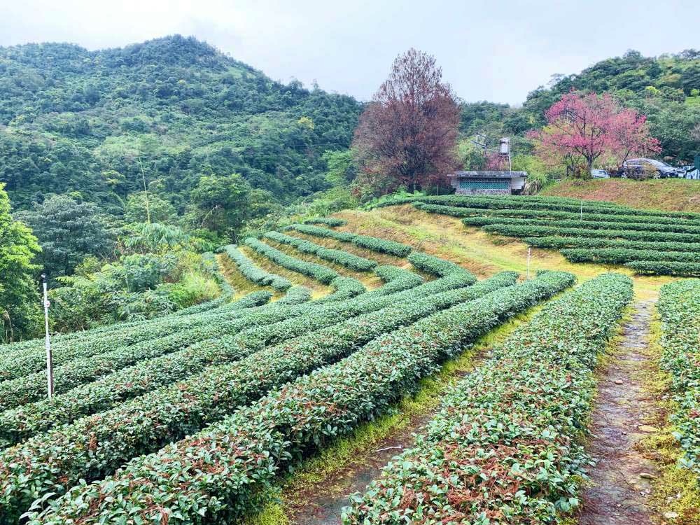 親子旅遊