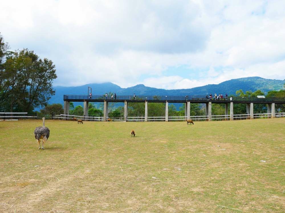 原生應用植物園│台東縣│卑南鄉│小資爸親子旅遊團