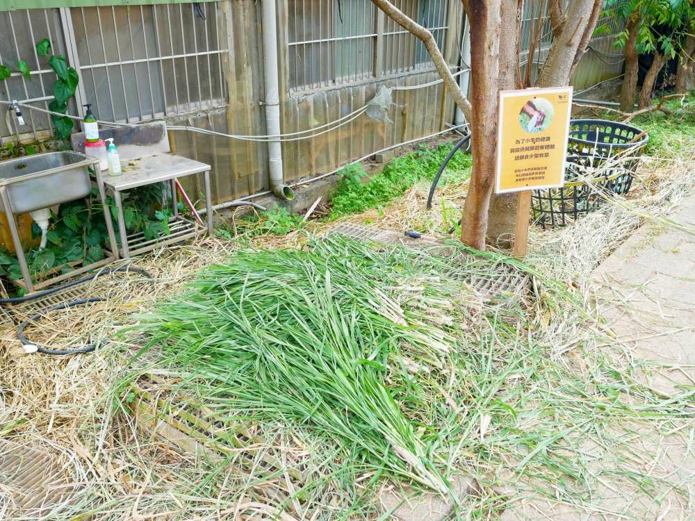 原生應用植物園│台東縣│卑南鄉│小資爸親子旅遊團