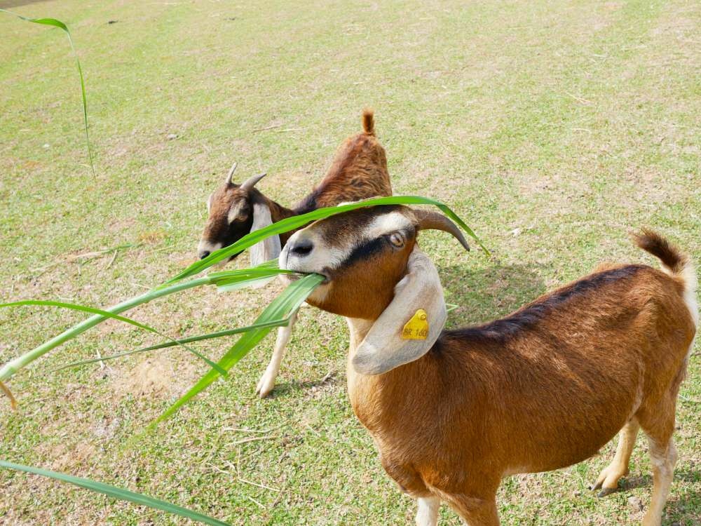 原生應用植物園│台東縣│卑南鄉│小資爸親子旅遊團