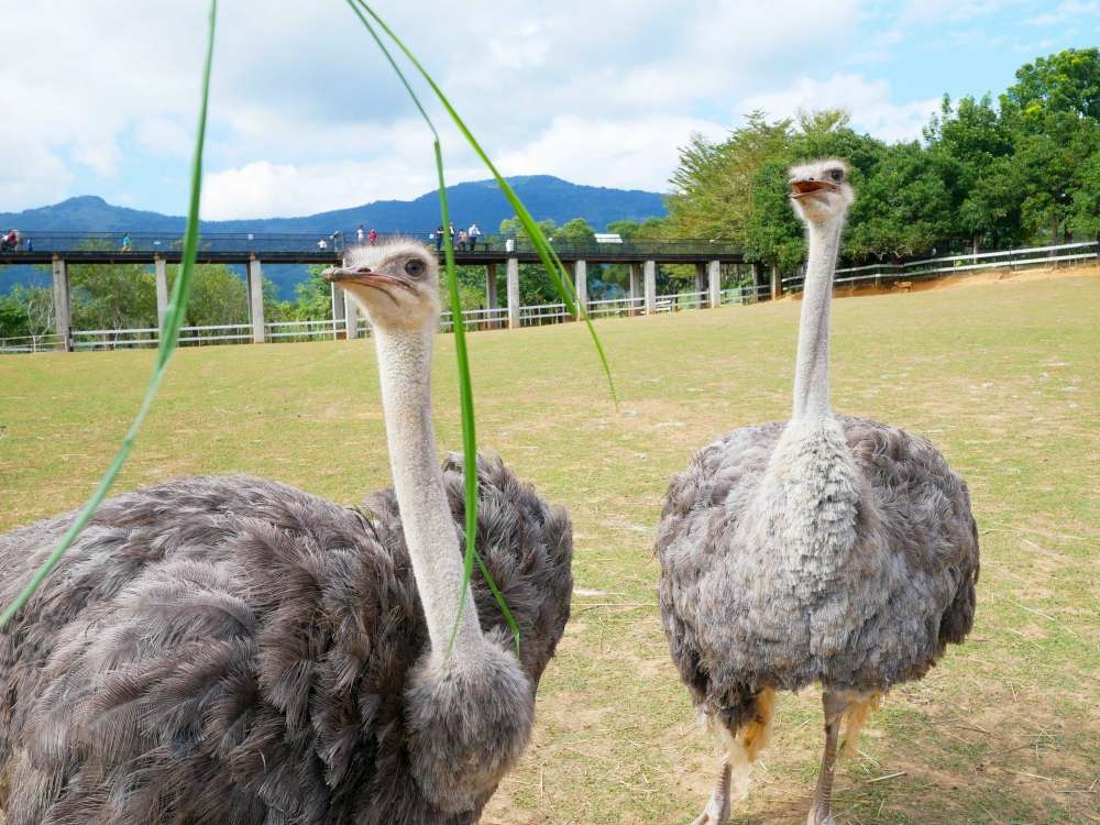 原生應用植物園_20-1-1000.jpg