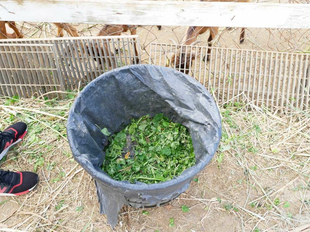 原生應用植物園_21-1000.jpg