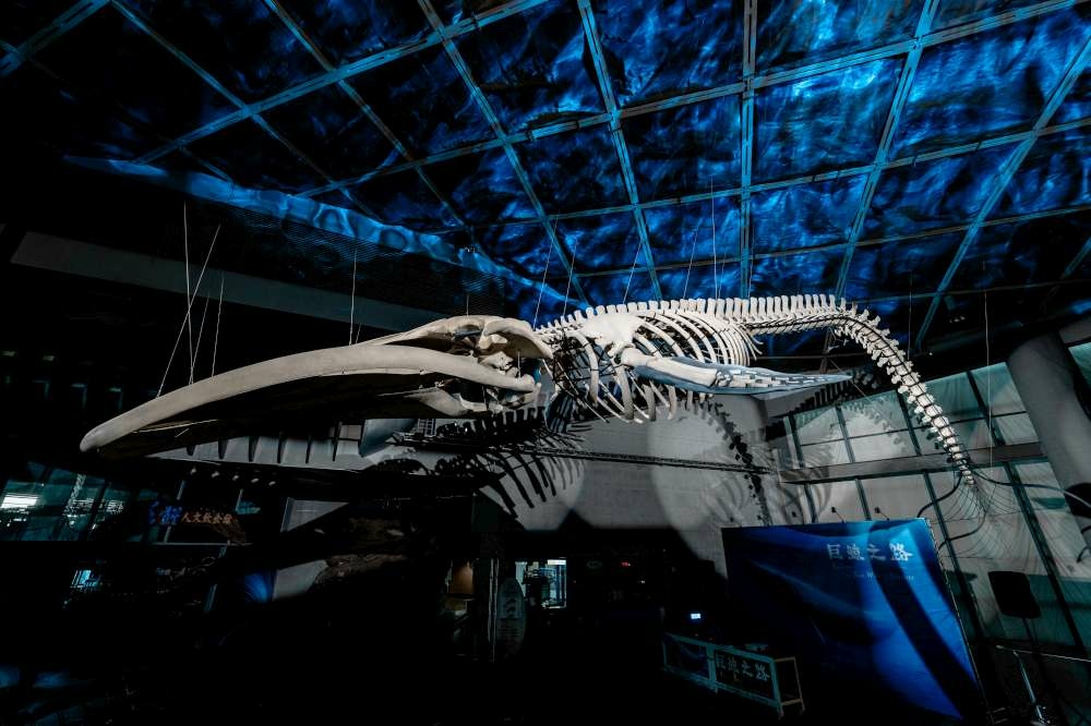06_3_歷經三年修復 20公尺長藍鯨身軀於海生館重現-1000.jpg