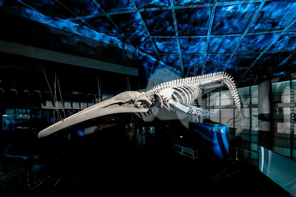 06_3_1《巨鯨之路》所展示的藍鯨骨骼標本為臺灣有紀錄以來首次發現的擱淺藍鯨-1000.jpg