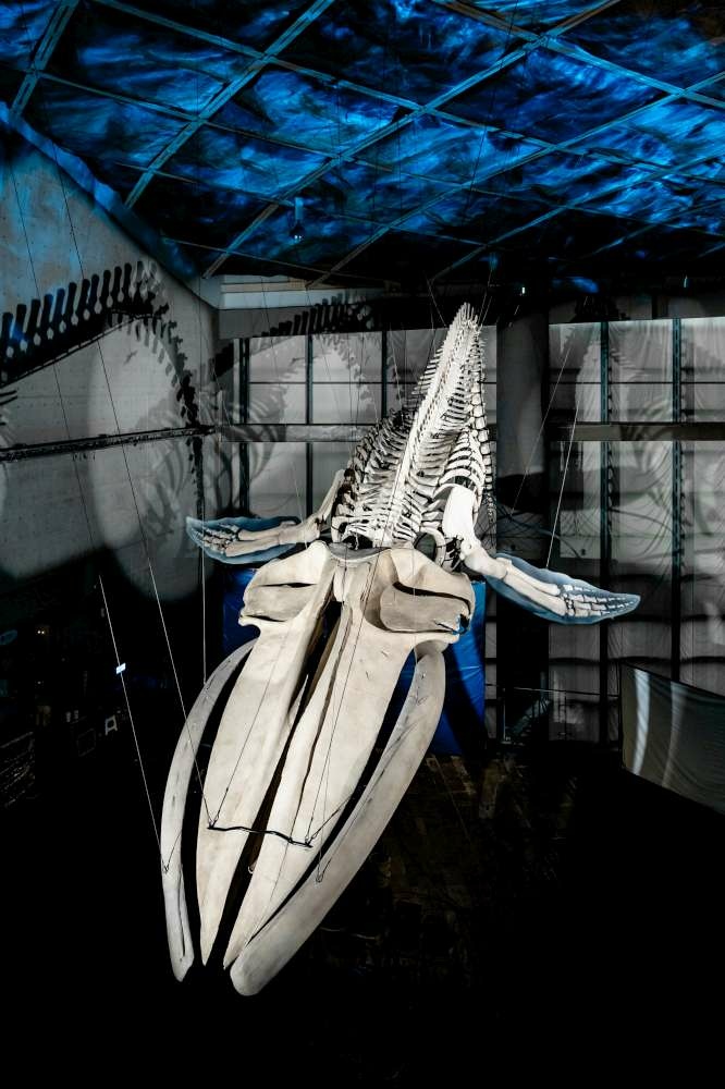 06_5_在1420個日子之後，藍鯨以另一種樣貌遨遊在10公尺高的海生館世界水域館大廳上方-1000.jpg