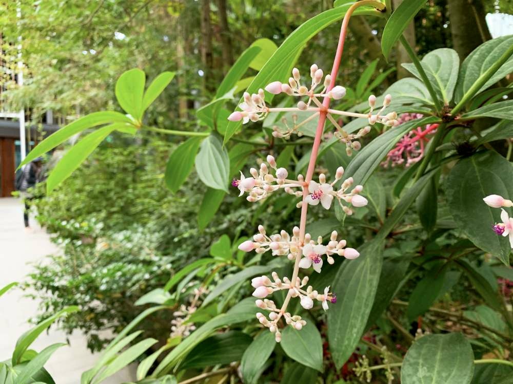 0.台北典藏植物園-6-1000.jpg