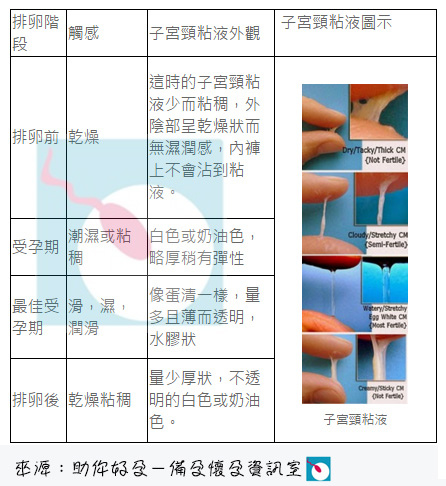 子宮頸粘液Cervical Mucus－了解子宮頸粘液變化預測排卵期.jpg