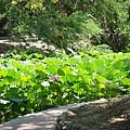 20110618-072.jpg