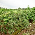 20110626-027.jpg