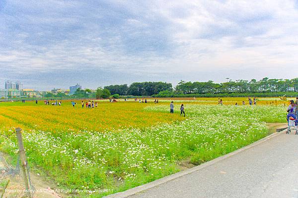 前區花田全景. 