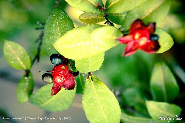 惡魔果實-偽米奇