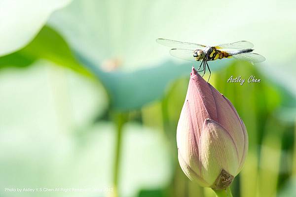 微笑版. -藍額疏脈蜻-