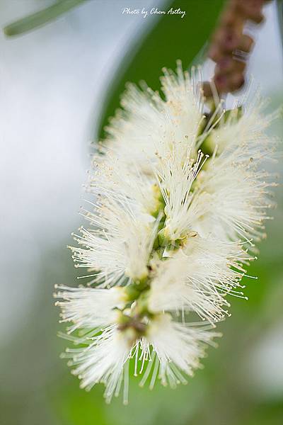 白色刷子-白千層