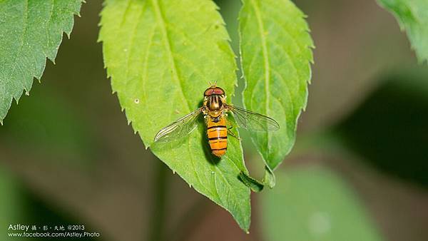 細扁食蚜蠅 DSC04287.jpg