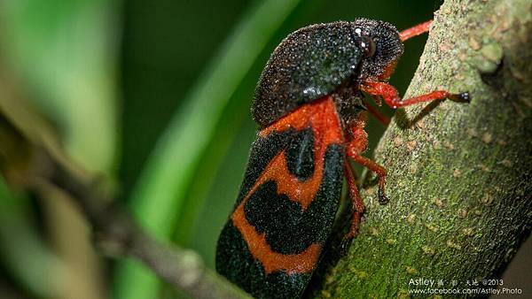 DSC04916 紅沫蟬.jpg