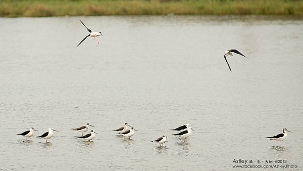 DSC05170 高翹行鳥.jpg