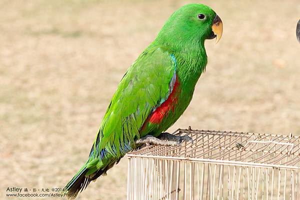 DSC01719 折衷鸚鵡.jpg